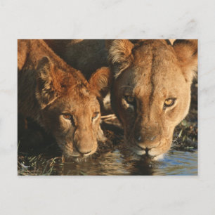 Nära Lioness (Panthera leo) och unge Vykort