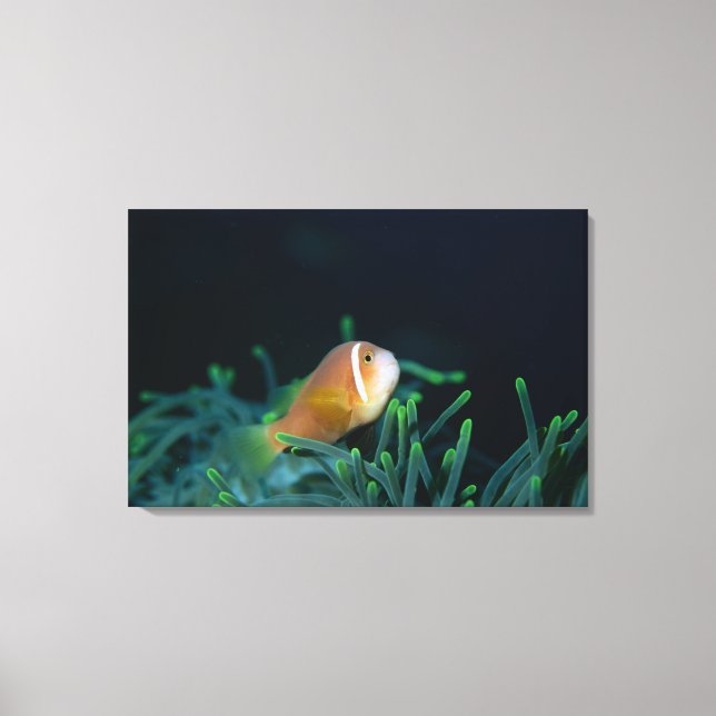 Nära Maldivernas anemonfisk, Maldiverna Canvastryck (Framsida)