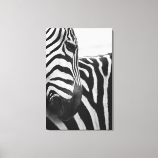 Nära om zebra ansikte och skuldra canvastryck