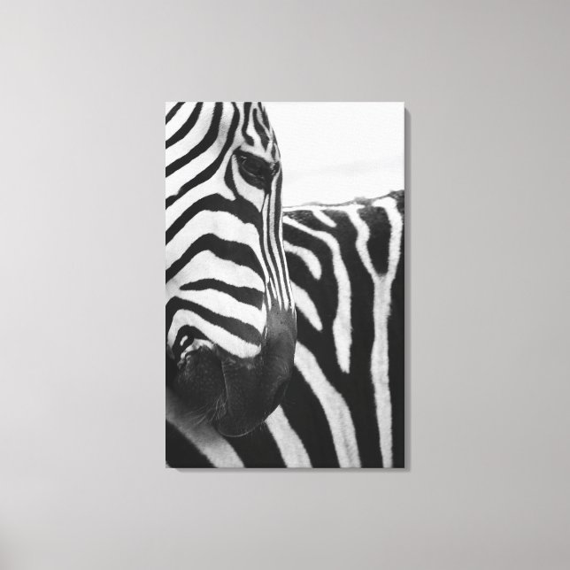 Nära om zebra ansikte och skuldra canvastryck (Framsida)