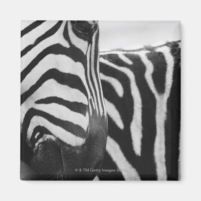 Nära om zebra ansikte och skuldra magnet (Framsidan)