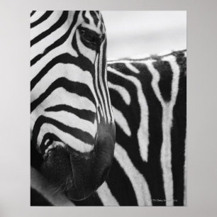 Nära om zebra ansikte och skuldra poster