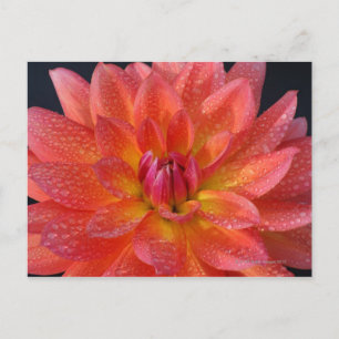 Nära orange Dahlia-centret Vykort