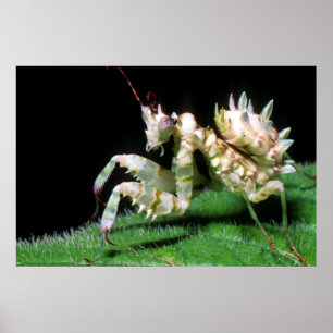 Nära över Hottentot Mantis Poster