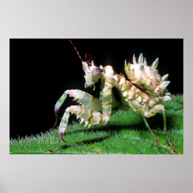 Nära över Hottentot Mantis Poster (Framsidan)