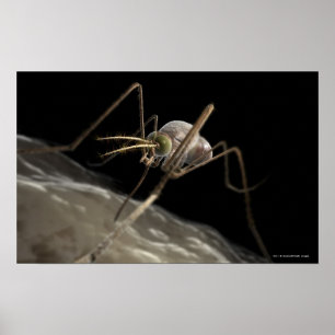 Nära övre bita för mygga 3d poster