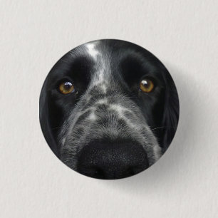 Nära övre emblem för Spaniel Knapp
