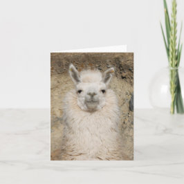 Nära övre för AlpacaLlama - huvudet profilerar Kort