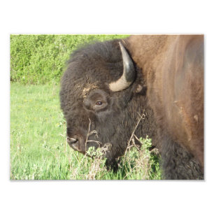 Nära övre för Bison Fototryck
