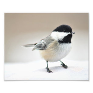 Nära övre för Chickadee Fototryck