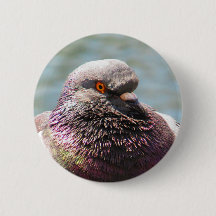 Nära övre för duva