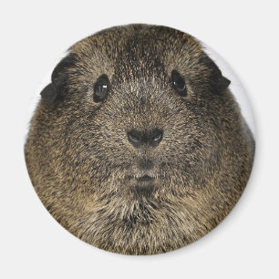 Nära övre för försökskanin magnet