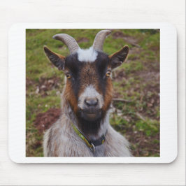 Nära övre för get musmatta