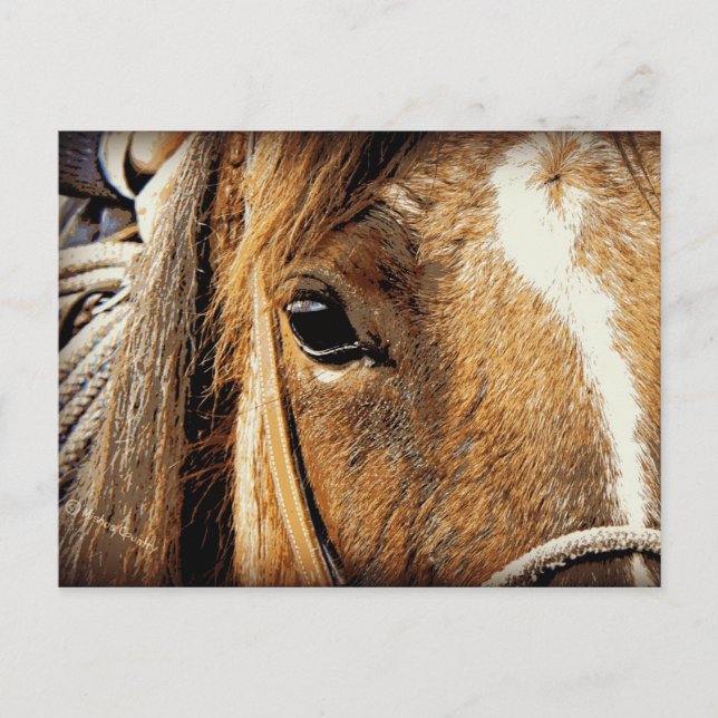 Nära övre för häst vykort (Framsida)
