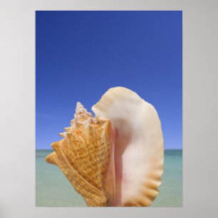 Nära övre för havssnäcka poster