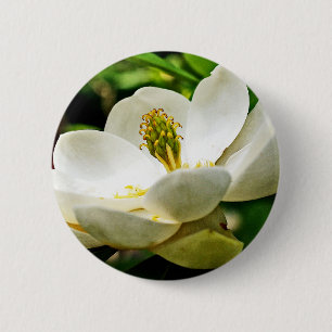 Nära övre för Magnoliablomma Knapp