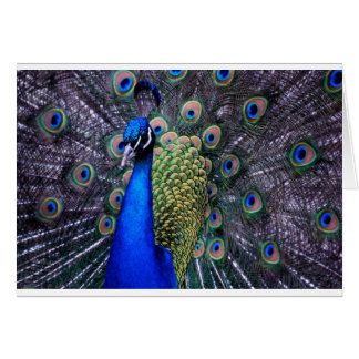 Nära övre för påfågel hälsningskort