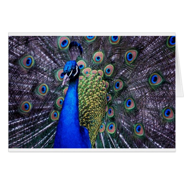 Nära övre för påfågel hälsningskort (Framsidan Horizontal)