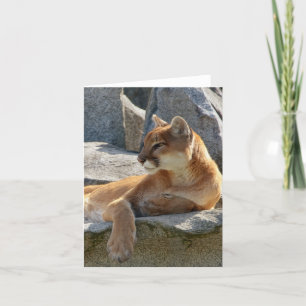 Nära övre för puma kort