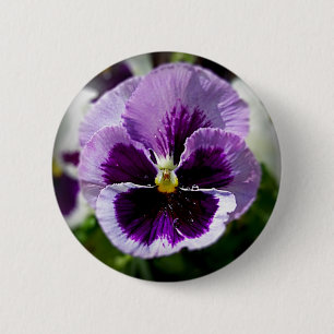 Nära övre för purpurfärgad Pansy Knapp