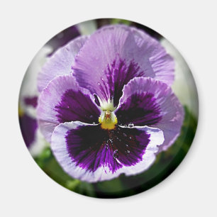 Nära övre för purpurfärgad Pansy Magnet