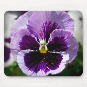 Nära övre för purpurfärgad Pansy Musmatta