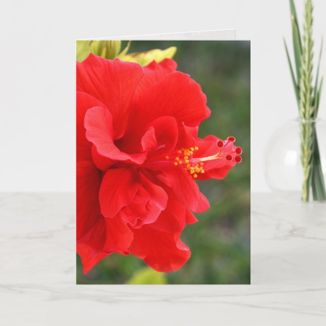 nära övre för röd hibiskus kort (Framsida)