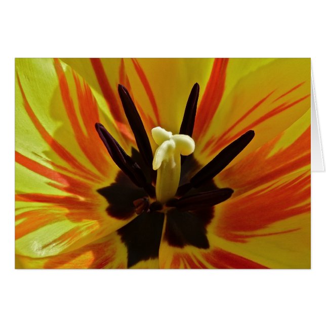 Nära övre för tulpan OBS kort (Framsidan Horizontal)