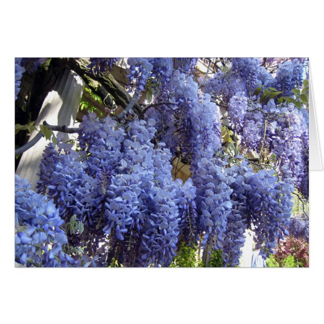 Nära övre för Wisteria OBS Kort (Framsidan Horizontal)