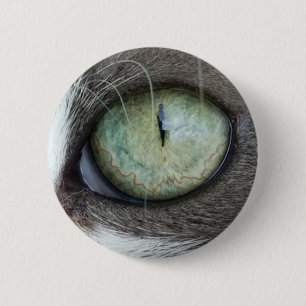 Nära övre katt öga knapp