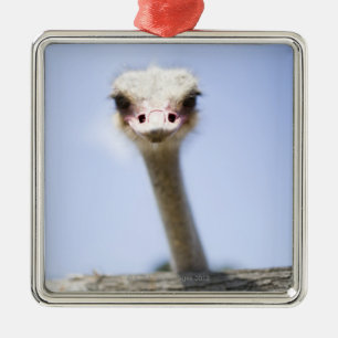 Nära övre Ostrichhuvud Julgransprydnad Metall
