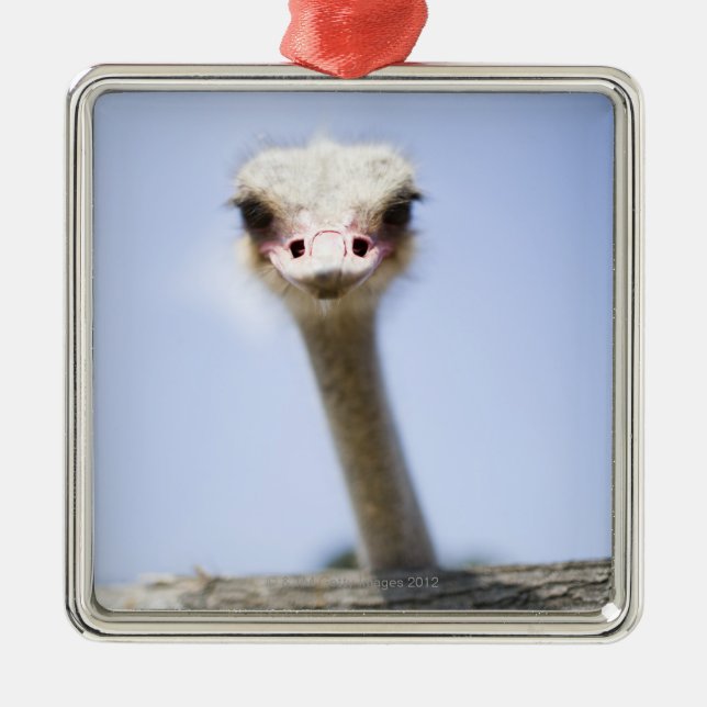 Nära övre Ostrichhuvud Julgransprydnad Metall (Framsidan)