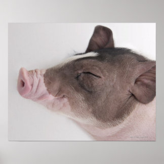 Nära på ett smågrishuvud, leende poster