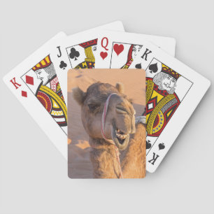 Nära på roligt kamelhuvud i Oman Wahiba-öknen Casinokort
