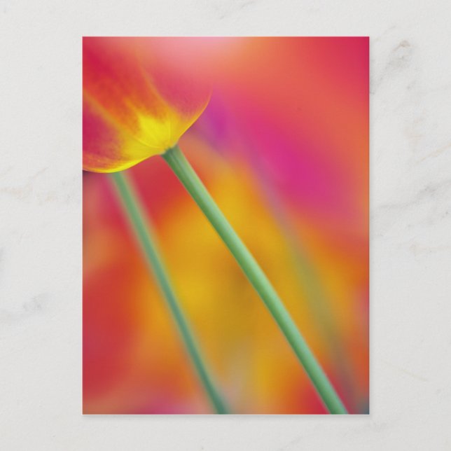 Nära på undersidan av tulpanblomman. vykort (Framsida)