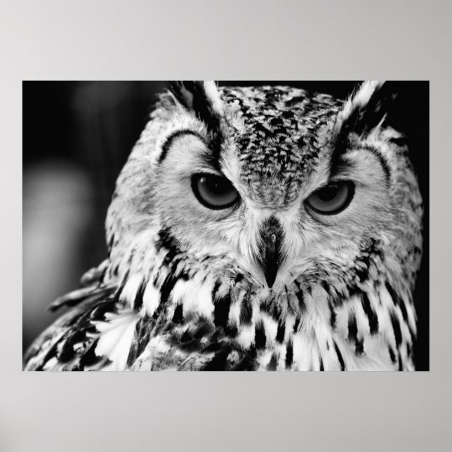 Nära Porträtt i Eurasien Eagle-uggla Poster (Framsidan)