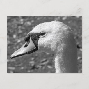 Nära svan. Roath Park Sjö, Cardiff, Wales Vykort