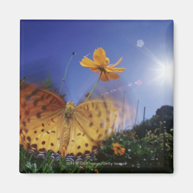 Nära till Butterfly, flaxande vingar Magnet (Framsidan)