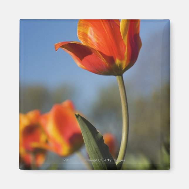 Nära tulpanblommor magnet (Framsidan)