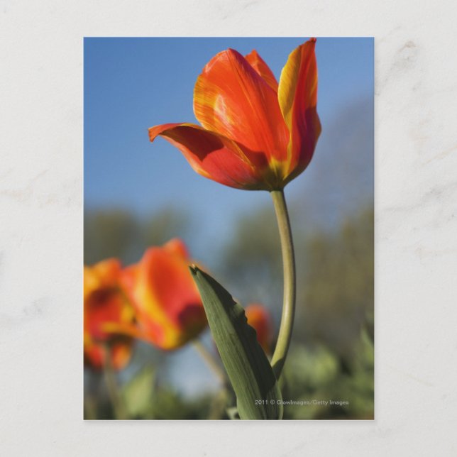 Nära tulpanblommor vykort (Framsida)