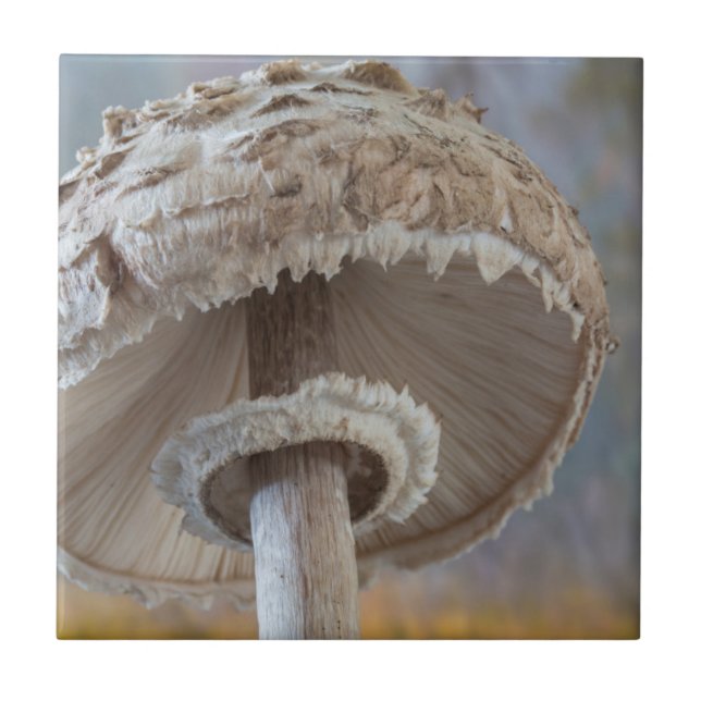 Nära undersidan av svamp kakelplatta (Framsidan)