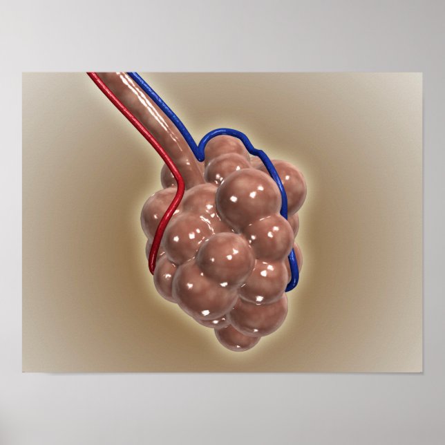 Nära upp Alveolus Poster (Framsidan)