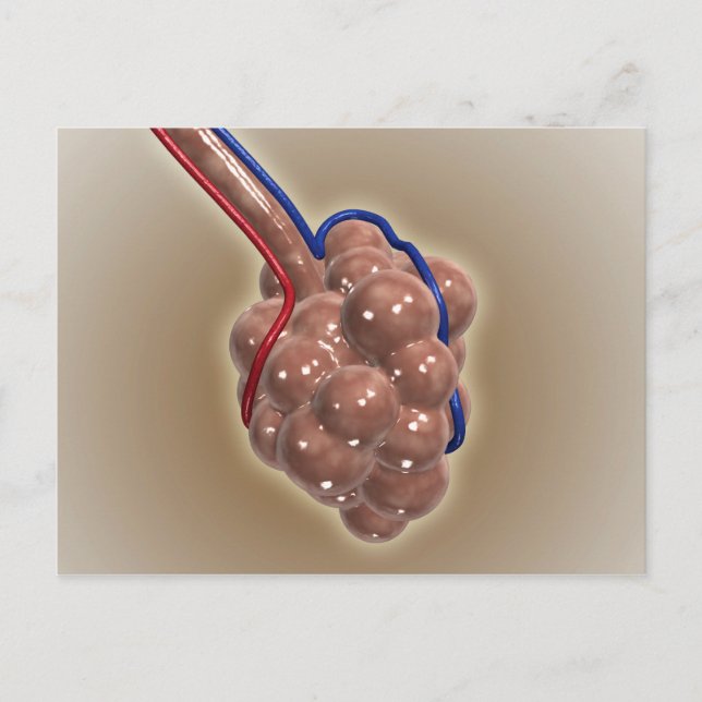 Nära upp Alveolus Vykort (Framsida)