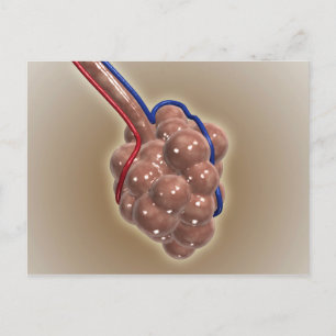 Nära upp Alveolus Vykort