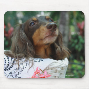 Nära upp ett Dachshund sitta i basket Musmatta
