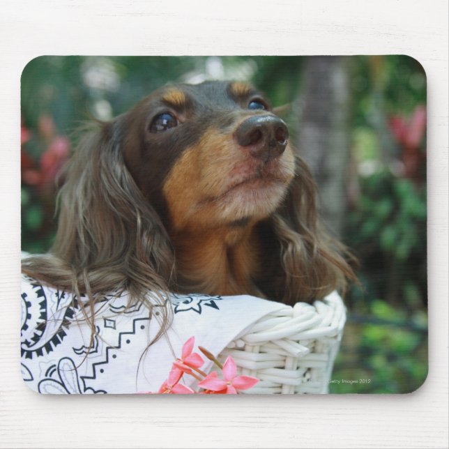 Nära upp ett Dachshund sitta i basket Musmatta (Framsidan)