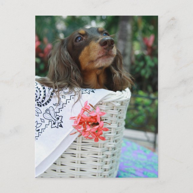 Nära upp ett Dachshund sitta i basket Vykort (Framsida)