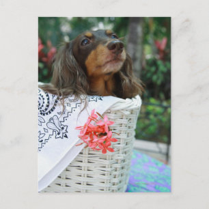 Nära upp ett Dachshund sitta i basket Vykort