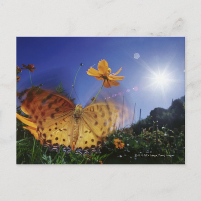 Nära upp fjäril, flaxande vingar vykort (Framsida)