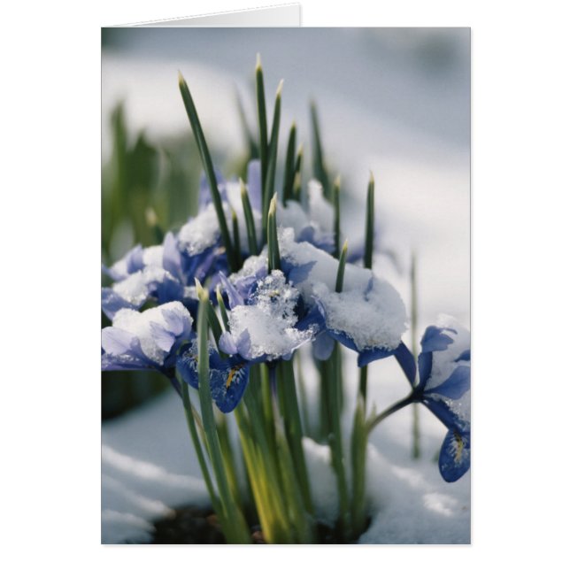 Nära upp Iris Hälsningskort (Framsidan)